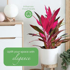 American Plant Exchange Ti Plant 'Sister' – 10-Inch Pot – Live Easy Care Indoor Houseplant, Air-Purifying, Bright Light Tropical Plant for Home, Garden Patio Decor