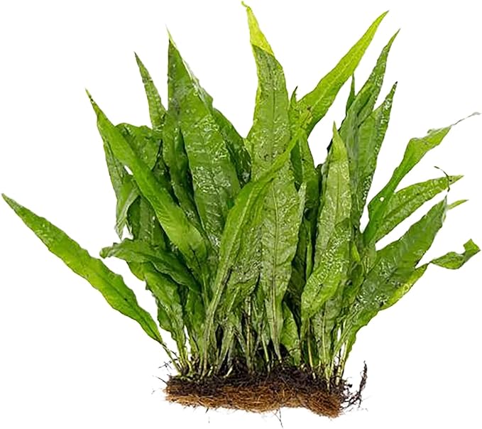 Live Plants for Fish Tank - Java Fern Mat with Coconut Coir, Microsorum Pteropus - Ideal Live Plants for Beta Fish Tank - Enhance Aquatic Environments Naturally