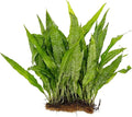 Live Plants for Fish Tank - Java Fern Mat with Coconut Coir, Microsorum Pteropus - Ideal Live Plants for Beta Fish Tank - Enhance Aquatic Environments Naturally