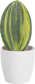 Thorsen's Greenhouse Live Variegated Whale Fin Snake Plant, Low Light, Collector Houseplant, 4-inch Diameter Mature Plant (White)