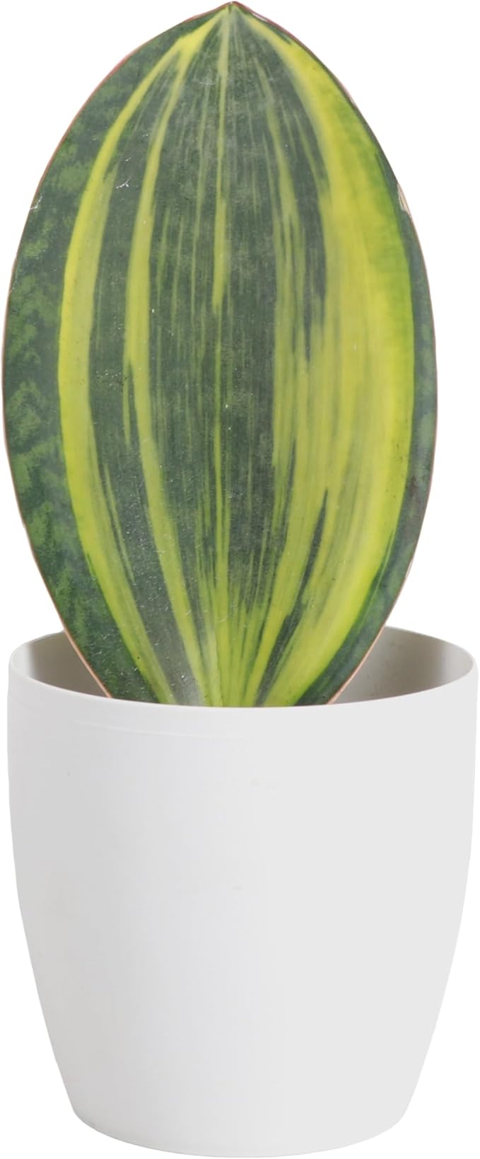 Thorsen's Greenhouse Live Variegated Whale Fin Snake Plant, Low Light, Collector Houseplant, 4-inch Diameter Mature Plant (White)