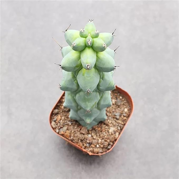 Boobie Cactus Live Plant - Myrtillocactus Geometrizans Fukurokuryuzinboku - 5-6 Inch Height, Unique Succulent Cactus for Indoor and Outdoor Home and Garden Decor, Low Maintenance and Drought-Tolerant