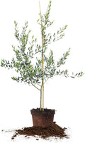 Arbequina Olive 3-4'
