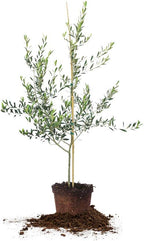 Arbequina Olive 3-4'