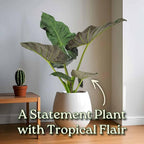 Tropical Plants of Florida Alocasia Regal Shields Live Plant 3 Gallon 10 Inch Nursery Pot, 26 to 32 Inch Tall Elephant Ear with Dark Green and Purple Foliage