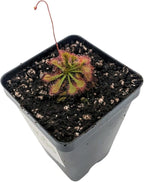 Drosera Spatulata Live Plant, Spoon-Leaved Sundew, 2 Inch Carnivorous Plant with Pink Flowers, Potted