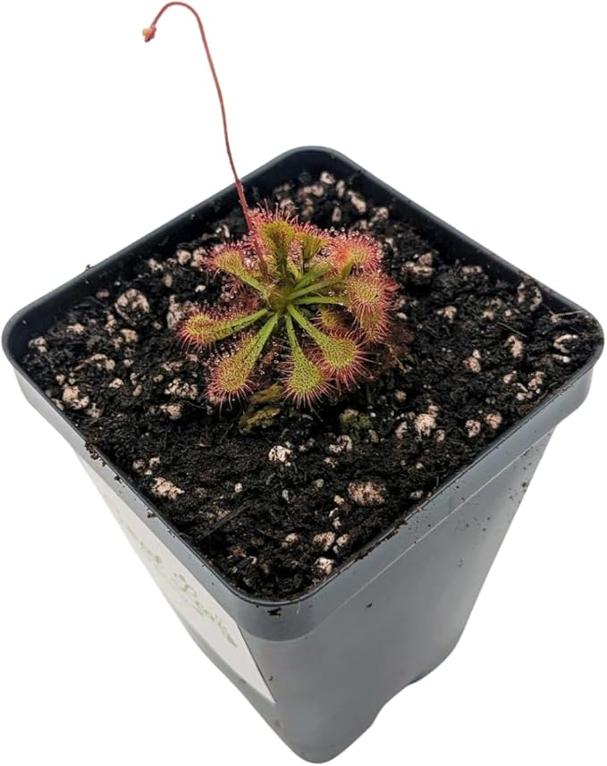 Drosera Spatulata Live Plant, Spoon-Leaved Sundew, 2 Inch Carnivorous Plant with Pink Flowers, Potted