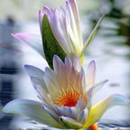 Nymphaea Colossea White Hardy Water Lily Rhizome Live Aquarium Plant BUY2GET1FREE