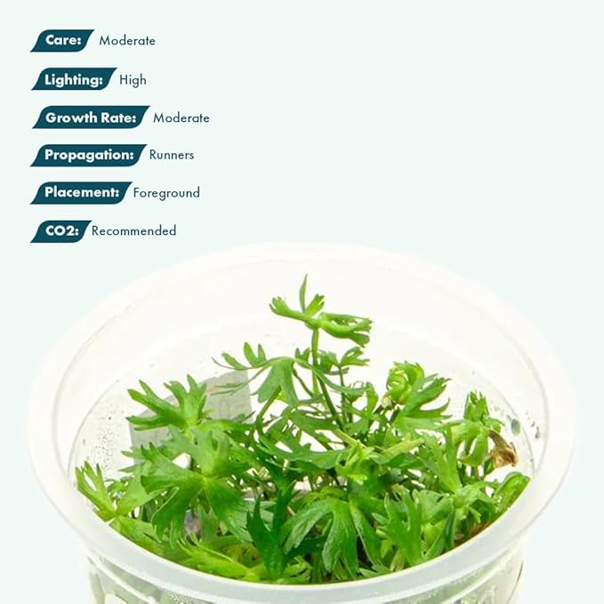 SubstrateSource Live Plant - River Buttercup (Ranunculus inundatus) - Foreground Carpet, Snail-Free in Vitro Aquarium Plant - Tissue Culture