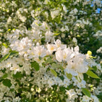 2 Mock Orange Live Plants | Mock Orange Shrubs for Outdoor Planting | 1–2 Feet Tall Bush Plants | Live Bushes and Shrubs Outdoor for Garden Use