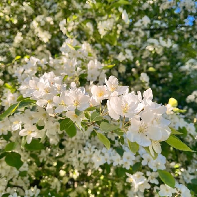 2 Mock Orange Live Plants | Mock Orange Shrubs for Outdoor Planting | 1–2 Feet Tall Bush Plants | Live Bushes and Shrubs Outdoor for Garden Use