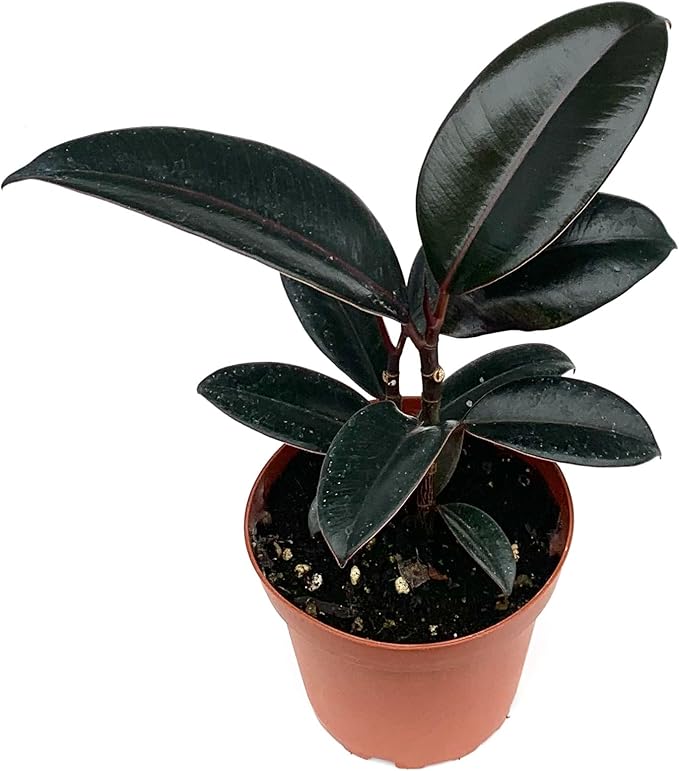 Ficus Decora Burgundy Live Potted House Plants