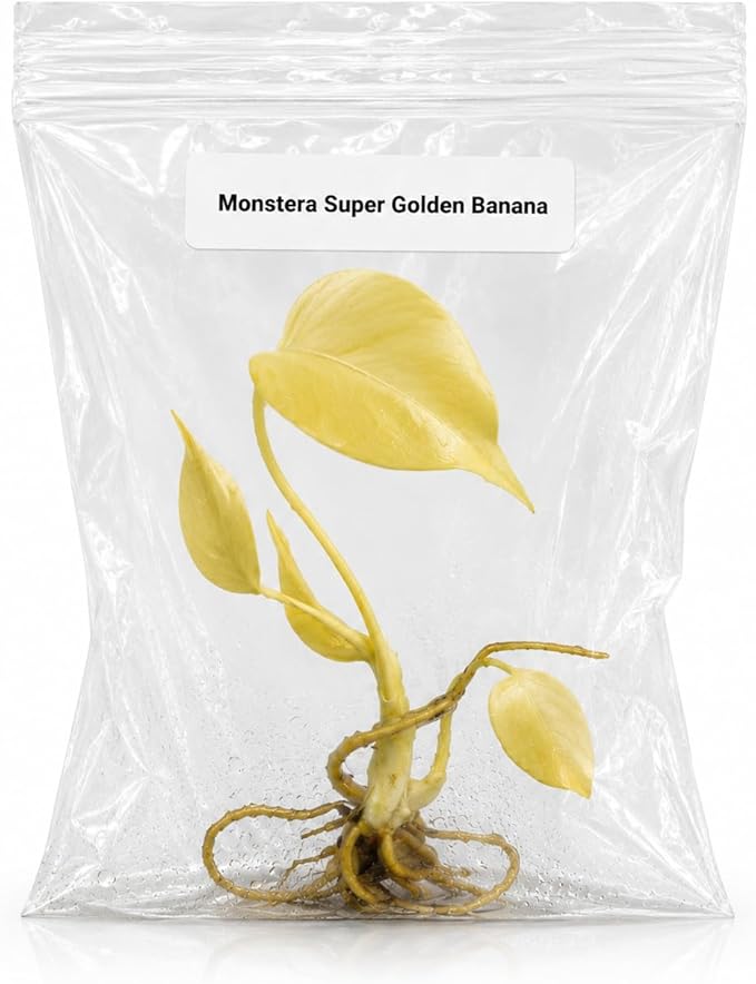 Monstera Super Golden Banana Tissue Culture Starter Live Plant, Rare Monstera Variegated Plant, Tropical Indoor Plant, Live Plants Indoor, Exotic Houseplant for Home Decor, Plant Gift for Collectors