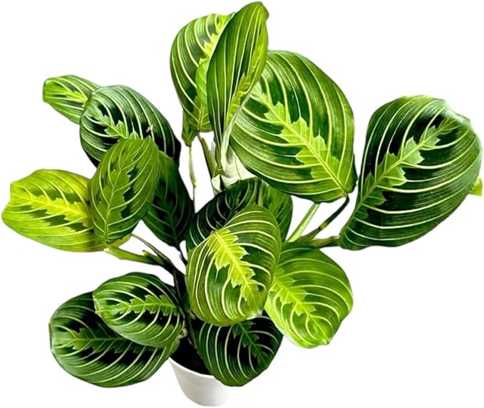 Live Plant, Lemon Lime Maranta Prayer Plant, Pet Friendly, Air Purifying, Easy Care, 12-16 inch Tall, Easy to Grow Rare Indoor Plant, Houseplant, 4 inch Pot by Hopewind Plants Shop