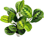 Live Plant, Lemon Lime Maranta Prayer Plant, Pet Friendly, Air Purifying, Easy Care, 12-16 inch Tall, Easy to Grow Rare Indoor Plant, Houseplant, 4 inch Pot by Hopewind Plants Shop