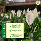 Thorsen's Greenhouse Live Peace Lily Plant, Spathyphylum, Low Light, Natural Air Purifier Live Indoor Plant, 4" Diameter Pot (Brushed Silver, 4-inch Pot)