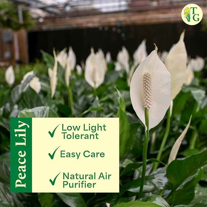 Thorsen's Greenhouse Live Peace Lily Plant, Spathyphylum, Low Light, Natural Air Purifier Live Indoor Plant, 4-6" Diameter Pot (Lavender, 4-inch Pot)