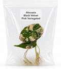 Rare Alocasia Black Velvet Pink Variegated Tissue Culture Live Plant Starter, Exotic Plants Live Houseplants for Collectors, Live Plants Gift for Houseplant Lovers