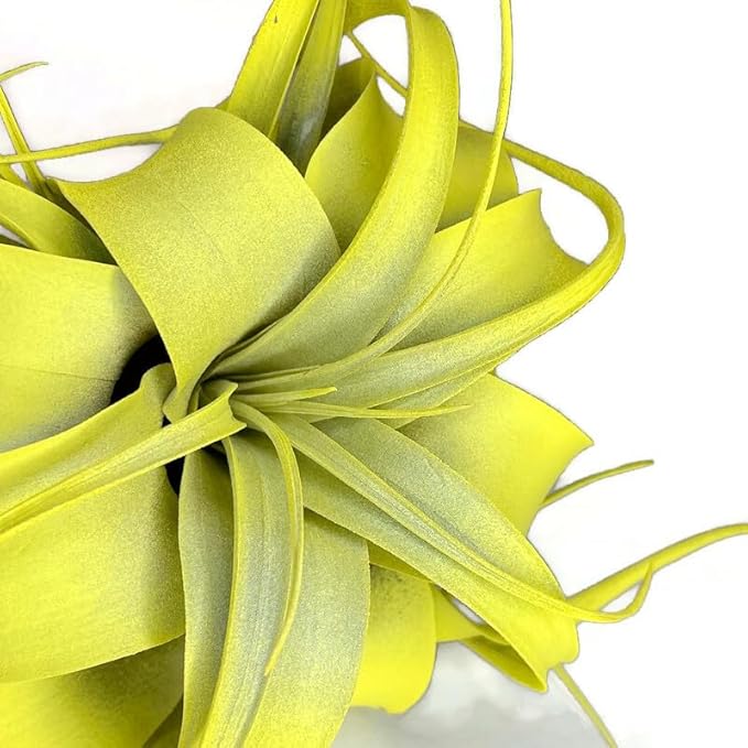 XL Xerographica Colored Air Plant, Live Tillandsia House Plant, Easy Care Indoor Outdoor, Great Gift, Healthy Arrival Guaranteed (Yellow)