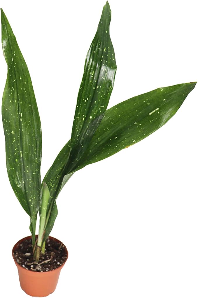 Aspidistra Elatior 'Milky Way' - 2" from California Tropicals