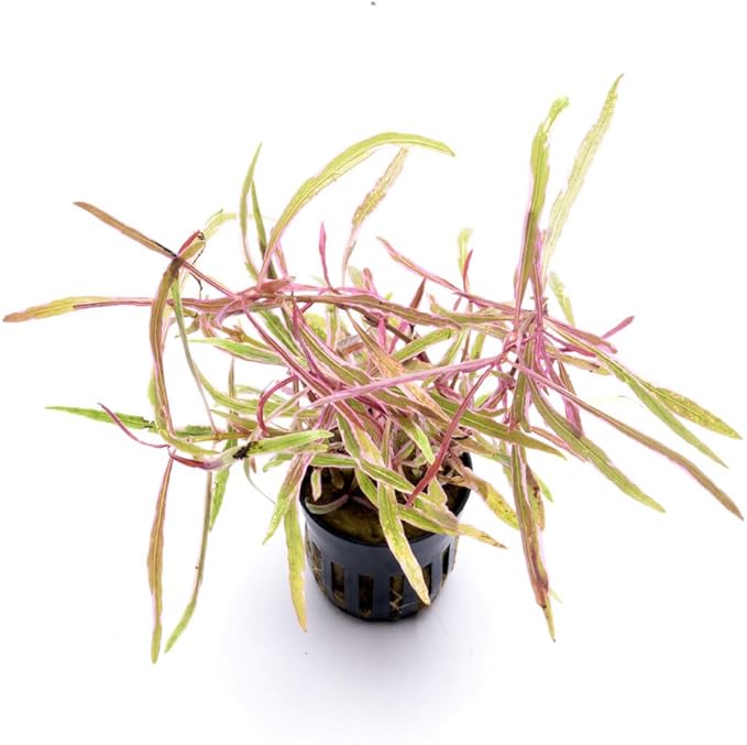 SubstrateSource Live Plants – Chai Hygrophila (Hygrophila lancea 'Chai') – Medium to High Light, Pink and Reddish Accent Aquatic Plant, Midground Placement – Stem Growth – Pot – 1 Pack