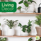 Thorsen's Greenhouse Live Green English Ivy Plant, Hedera Helix, Natural Air Purifier, Easy to Grow, Live Indoor Houseplant, 4" Diameter Pot (Copper)