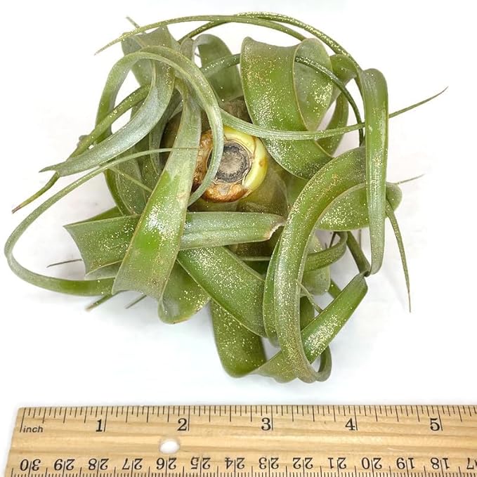 XL Xerographica Colored Air Plant, Live Tillandsia House Plant, Easy Care Indoor Outdoor, Great Gift, Healthy Arrival Guaranteed (Sparkle)