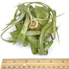 XL Xerographica Colored Air Plant, Live Tillandsia House Plant, Easy Care Indoor Outdoor, Great Gift, Healthy Arrival Guaranteed (Sparkle)