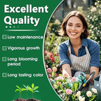 199+ Hosta Flower Seeds for Planting - Non-GMO Heirloom Perennial, Perfect for Shaded Gardens, Low Maintenance & Long Blooming Plants