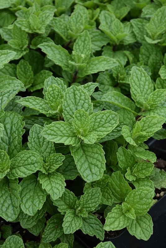 Mojito Mint Live Plants (5-9") - Pack of 3 (Three)- Authentic Mentha x villosa - True Cuban Cocktail Herb - Fast Growing Indoor/Outdoor Container Garden