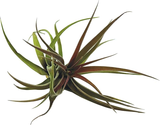 ragnaroc Air Plants - Tillandsia Brachycaulos Abdita, Large 4-6" - 3 ct - Live Arrival Guaranteed - House Plants for Home Decor & Gift