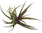 ragnaroc Air Plants - Tillandsia Brachycaulos Abdita, Large 4-6" - 5 ct - Live Arrival Guaranteed - House Plants for Home Decor & Gift