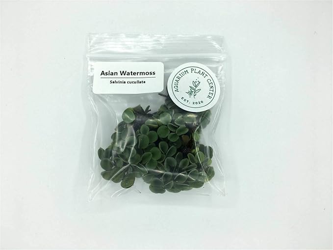 Asian Watermoss, Salvinia cucullata, Live Aquarium/Aquatic/Freshwater/Floating/Pond Plant, Planted Tank, Aquascaping by Aquarium Plant Center (24 Plants)