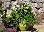 White Mandevilla Plant Live Hanging Basket - 12" Basket - Overall Size 14" Wide by 18" Tall - Tropical Plants of Florida (Plant Only)…