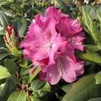 Light Pink Azalea Plant Live, 7 Months Old Rhododendron Like, Azalea Rhododendron Tree Flowers Plants Live Bush in Pot