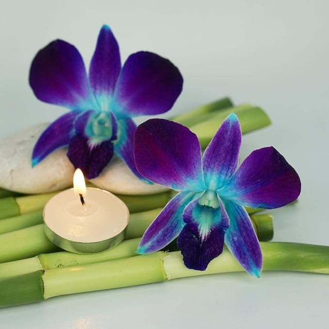 Miami Fresh Orchid Flower OrchidClub USA Sunne Tropical Loose Bloom DIY Lei Food Drink Decoration (50 BLUE)