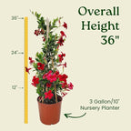 Live Dipladenia Plant - Pretty Red - Tropical Flowering Plant - Overall Height 36" - Tropical Plants of Florida