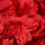 Azalea Live Plant, Live Azalea Plants, Flowering Shrub with Vibrant Red Blooms, 4-7 Inches Tall in 4 Inch Pot (Red)
