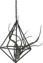 ZOOELAY Air Plants Hanging Holders Indoor Small Metal Airplants Rack Hanger Himmeli Geometric Planter Tillandsia Air Ferns Display with Chains 6 Pcs Black Diamond Shape …