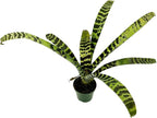 ragnaroc Live Plants – Bromeliad Vrisea Splenriet, 4-8" in 4" Pot - 1ct - Live Arrival Guaranteed - House Plants for Home Decor & Gift