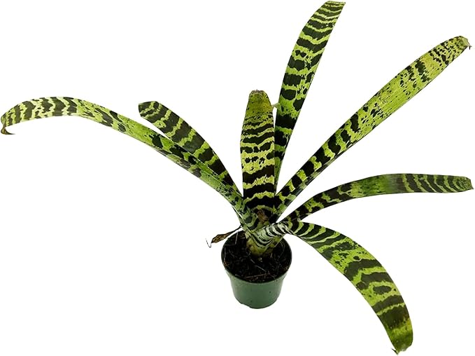 ragnaroc Live Plants – Bromeliad Vrisea Splenriet, 4-8" in 4" Pot - 1ct - Live Arrival Guaranteed - House Plants for Home Decor & Gift
