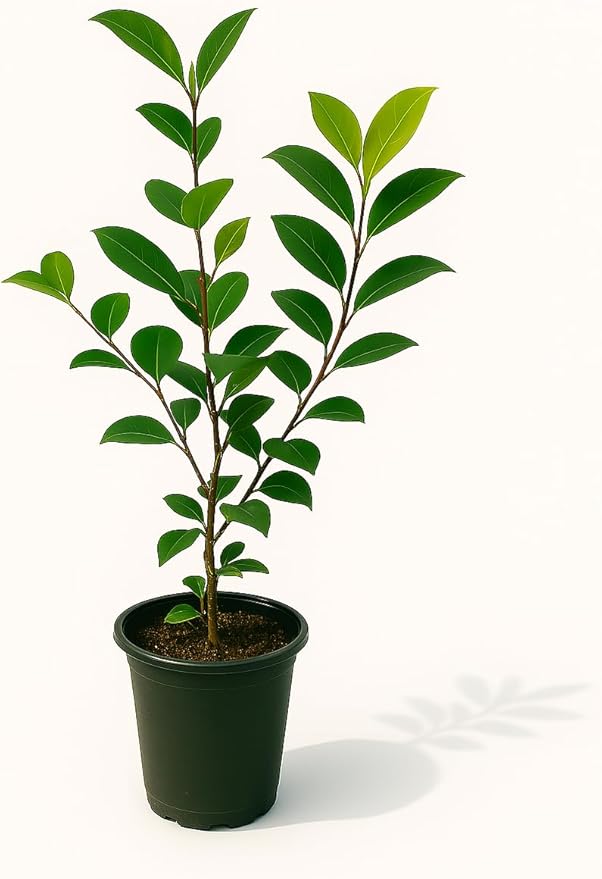 Kramers' Camellia, Live Flowering Shrub, 1 Trade Gallon/3 Quart, Rosy-Red Blooms, Dark Green Foliage