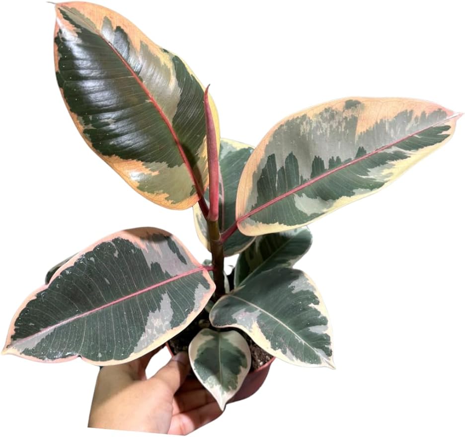 Variegated Ficus Elastica Tineke Rubber Plant in 4 inch Pot, Air Purifier Live Plant, Tropical Easy Care Houseplant, Office Gift Plant, Low Light Indoor Plant