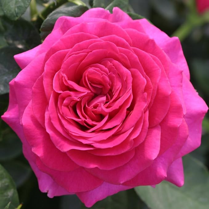 Heirloom Roses Shrub Rose Bush - Princess Elise™ Live Pink Plant for Outdoor Planting