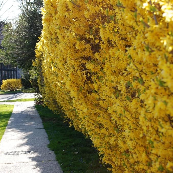2 Lynwood Gold Forsythia Shrubs - 10-18" Tall Live Plants - Golden Bell Yellow Lynnwood Bushes/Trees - Forsythia x Intermedia 'Lynwood' - (2 Pack)