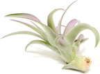 Lavender Colorful Tillandsia Air Plants - Long Lasting Color Enhanced Live Tillandsia Succulent House Plants - Home and Garden Decor - Easy Care Indoor and Outdoor Plants