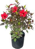 American Plant Exchange Hibiscus 'Red Hot' Plant – Live Flowering Bush, 10-Inch Pot, Tropical Variegated Red Blooms for Garden Beds, Patios, and Outdoor Landscapes