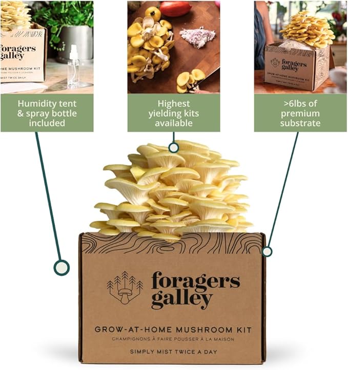 Golden Oyster Mushroom Grow-at-Home Kit - 6lbs - Grow a Commercial Sized Mushroom Crop Easily at Home
