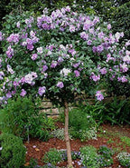 Brighter Blooms - Lavender Rose of Sharon Althea Tree, 4-5 ft. - No Shipping to AK, AZ, HI, OR