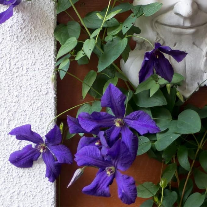 Clematis Vine Plant, Clematis Vine Plants Live in 2.5 Inch Pot, Perennial Climbing Clematis Plants Live for Outdoor Garden (Dark Purple Flowers)